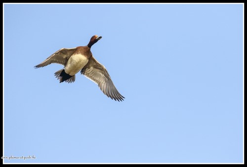 Canard siffleur